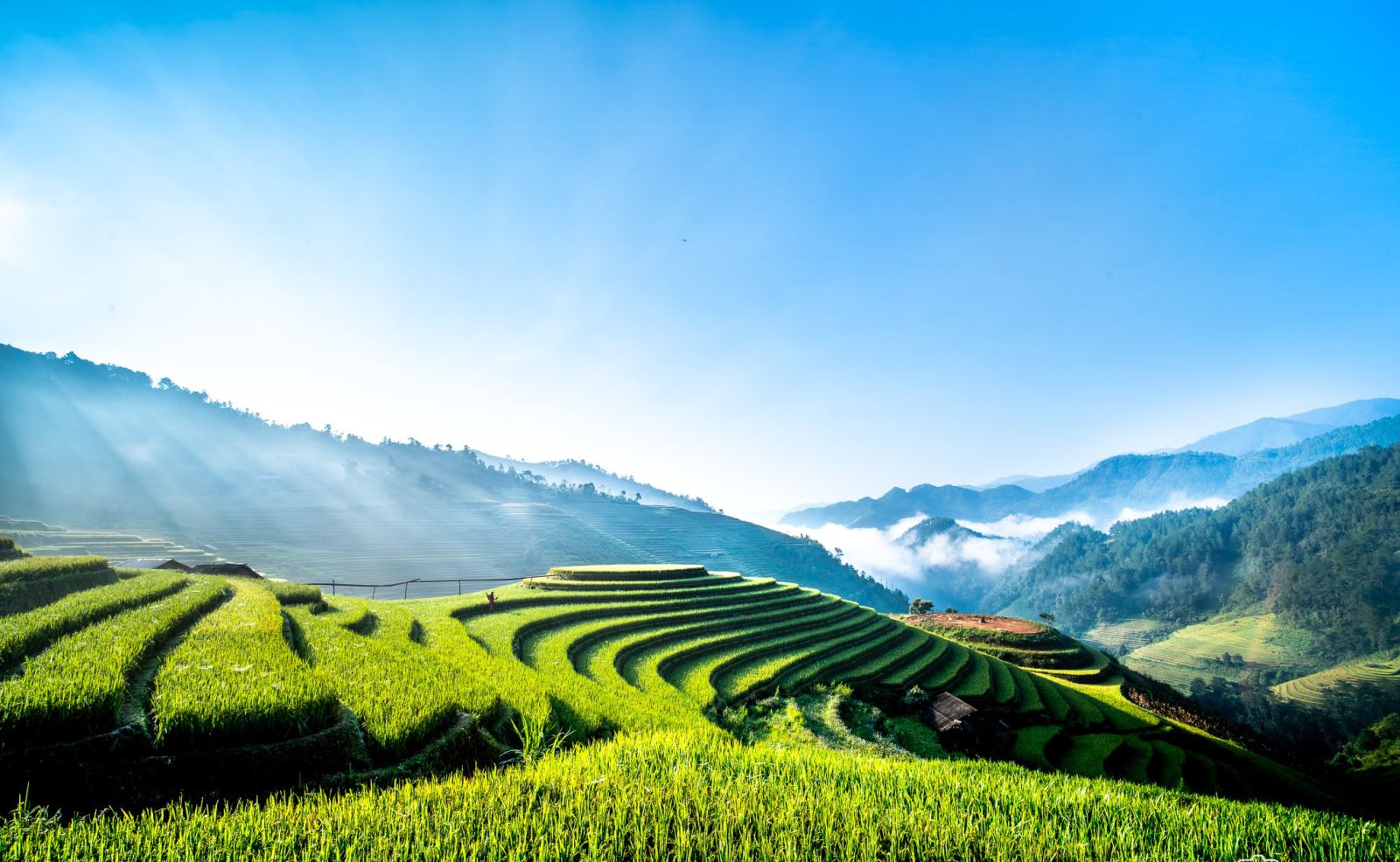 NINI LUONG TRAVEL SERVICES